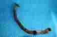 57011021b Ducati St3 Oem Horizontal Head Exhaust Pipe