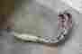 2ax-14703-00-00 Fz600 1988 Yamaha 59 Exhaust Pipe Header