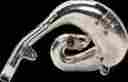 Pt04065p Pro Circuit Platinum Pipe
