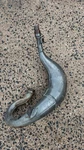 Exhaust Pipe Header Genuine Oem Kawasaki Rm (2002-2022). Fixed Price $100.00.