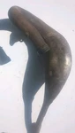1996 96-00 Suzuki Exhaust Pipe Expansion Chamber Header. Fixed Price $70.00.