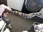 1985 Suzuki DR100 Exhaust Header. Fixed Price $32.00.