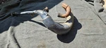 Kawasaki KDX200 Exhaust Pipe Header Expansion Chamber Oem Muffler 1989-1994. Fixed Price $65.00.