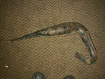 76,77,78,SUZUKI RM-125 Exhaust Pipe, 14310-41300, RM-100. Fixed Price $149.00.