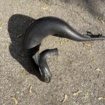2001 Honda CR250R Oem Exhaust Pipe Expansion Chamber. Fixed Price $150.00.