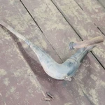 1986 1987 1988 Kawasaki KDX200 Exhaust Pipe Expansion Chamber. Fixed Price $94.95.
